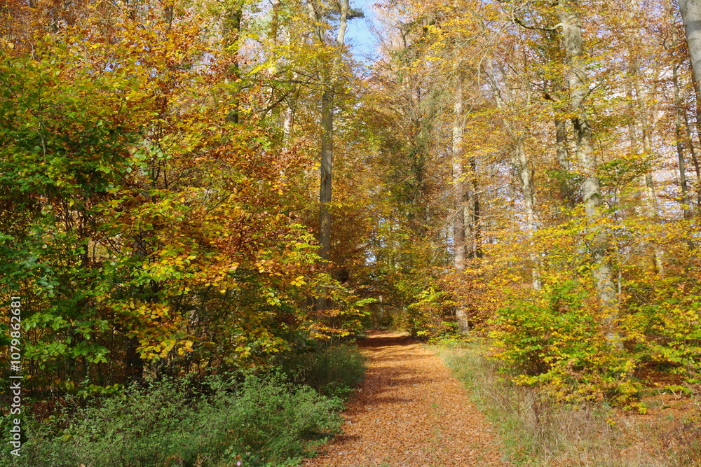 Herbstwald Herbstwald