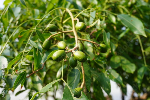 Canarium luzonicum fruits are hanging from the plant 