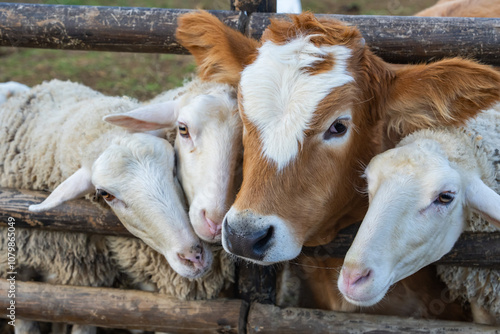 Cows and Sheep (İnek ve Koyunlar) Together Inside the Fences Photo, Uskudar Istanbul, Turkiye (Turkey)