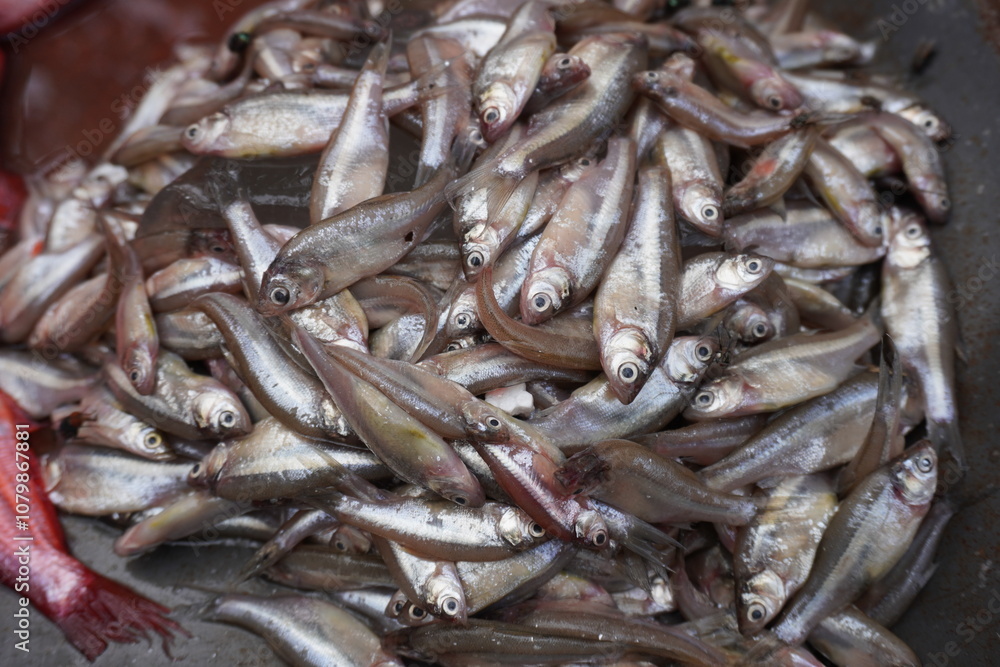 A pile of small fish, likely Rasbora tawarensis, also known as Silver cyprinid A pile of small fish, likely Rasbora tawarensis, also known as Silver cyprinid