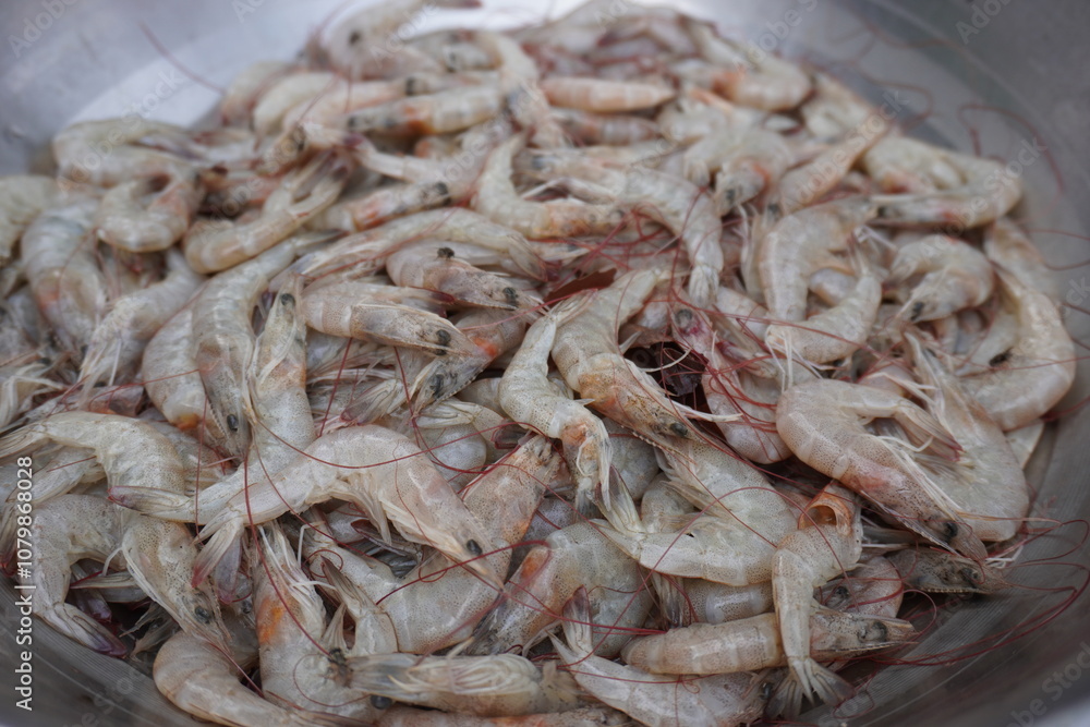 White Prawns in a bowl White Prawns in a bowl