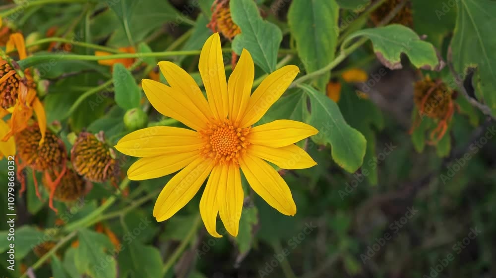 Bloom flower, close up blossom of mexican sunflower. Bloom flower, close up blossom of mexican sunflower.