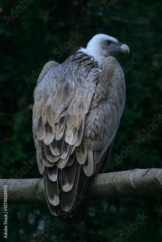 Griffon vulture outside on a branch. 