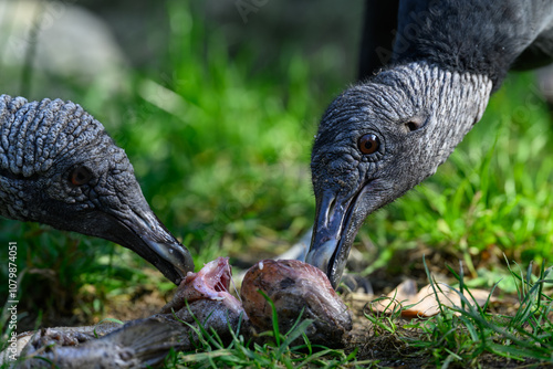 Raven-like condor eating fish remains.
 photo