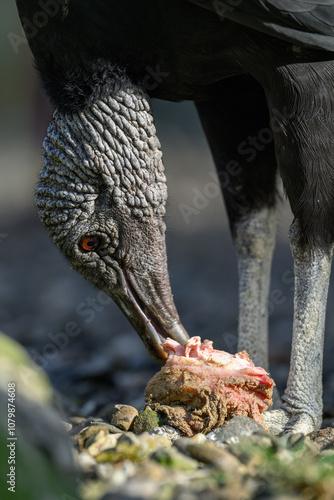 Raven-like condor eating fish remains.
 photo