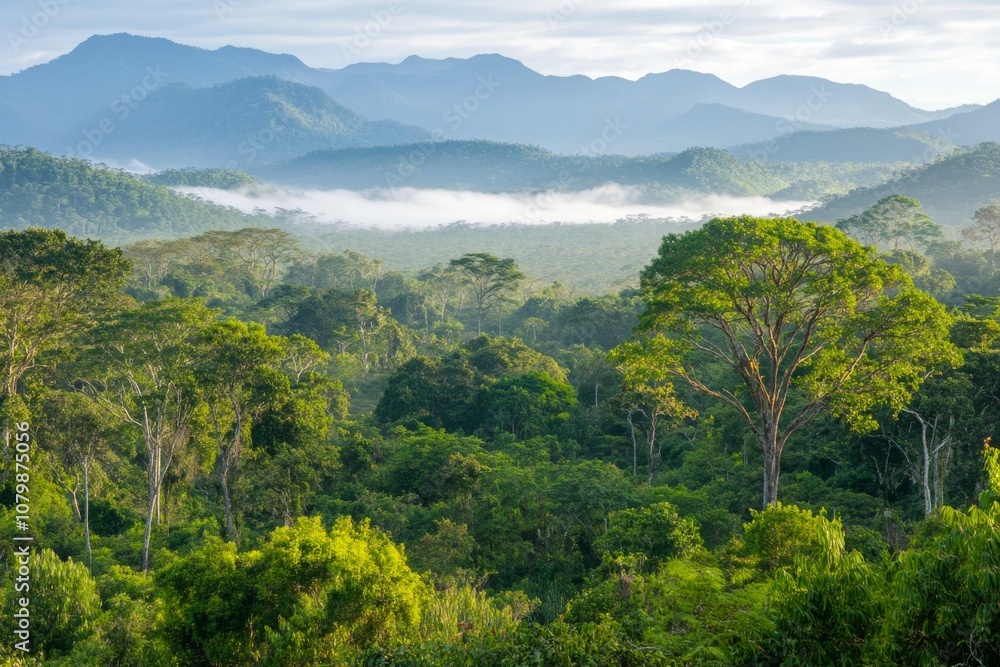 Fototapeta premium Lush Tropical Rainforest with Misty Mountain Backdrop