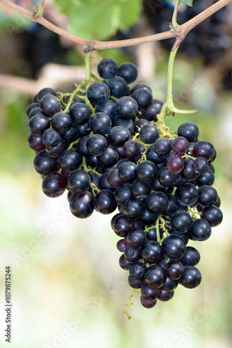 Best quality organic seedless grape on vinery yard.