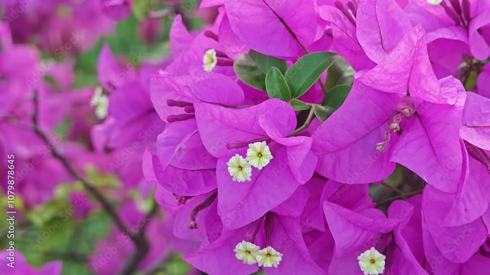 Bright pink bougainvillea flower, tropical flowers. Bright pink bougainvillea flower, tropical flowers.