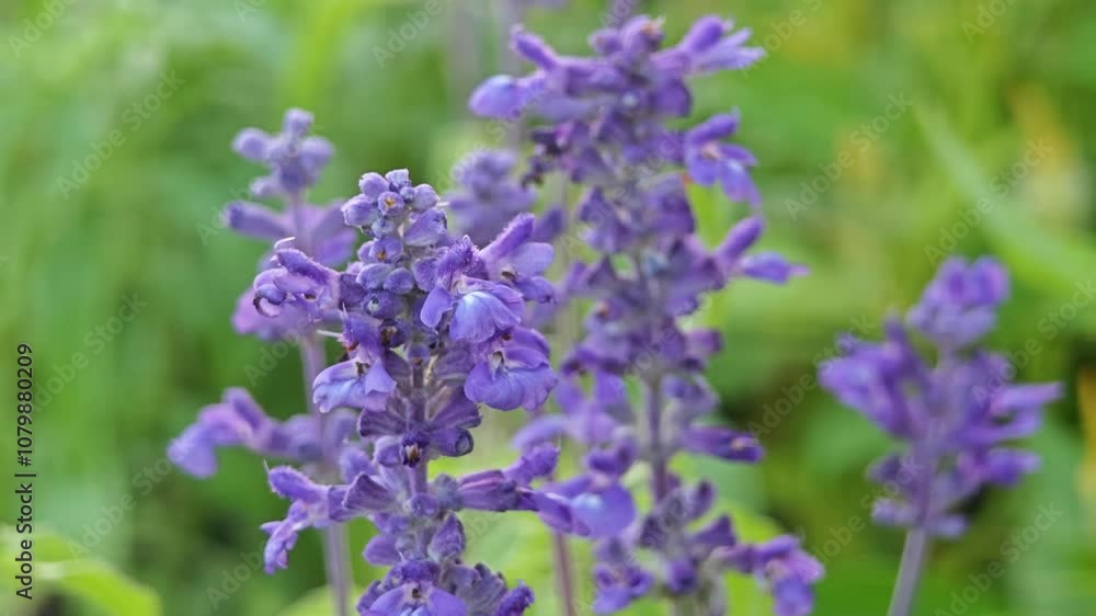Purple lavender fields, beautiful purple flowers. Purple lavender fields, beautiful purple flowers.