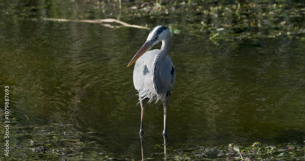 Great Blue Heron standing on shoreline with feathers waving in wind Great Blue Heron standing on shoreline with feathers waving in wind