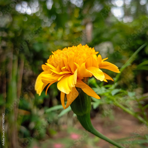 Close up shot of light yellow color marigold flower. Big and beautiful, marigolds will warm your garden in the colors of the sun: brilliant yellow, bold orange, bright white, rich gold and warm red.