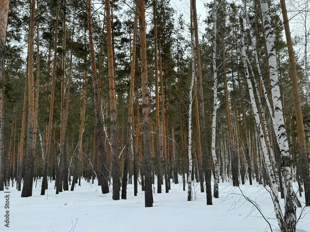 Naklejka premium 나무사이 눈