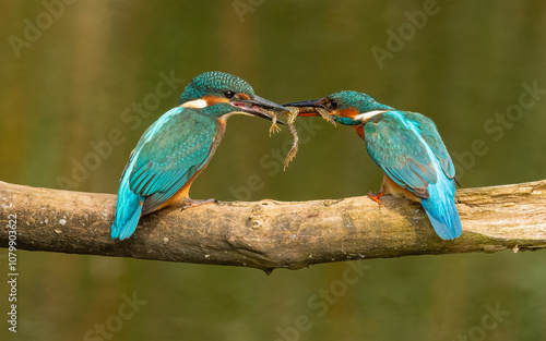 фотографія Eisvogel (Alcedo atthis) Vater mit Jungtier