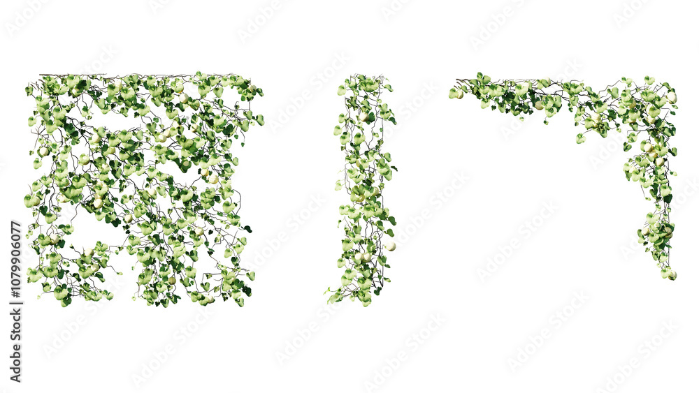 Ivy vines on wall isolated on transparent background. Modern illustration plant with green leaves, home interior, garden landscaping or floral design element. Ivy vines on wall isolated on transparent background. Modern illustration plant with green leaves, home interior, garden landscaping or floral design element.