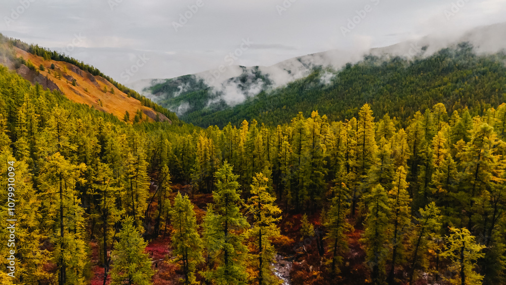yellowed forest in the Altai mountains yellowed forest in the Altai mountains