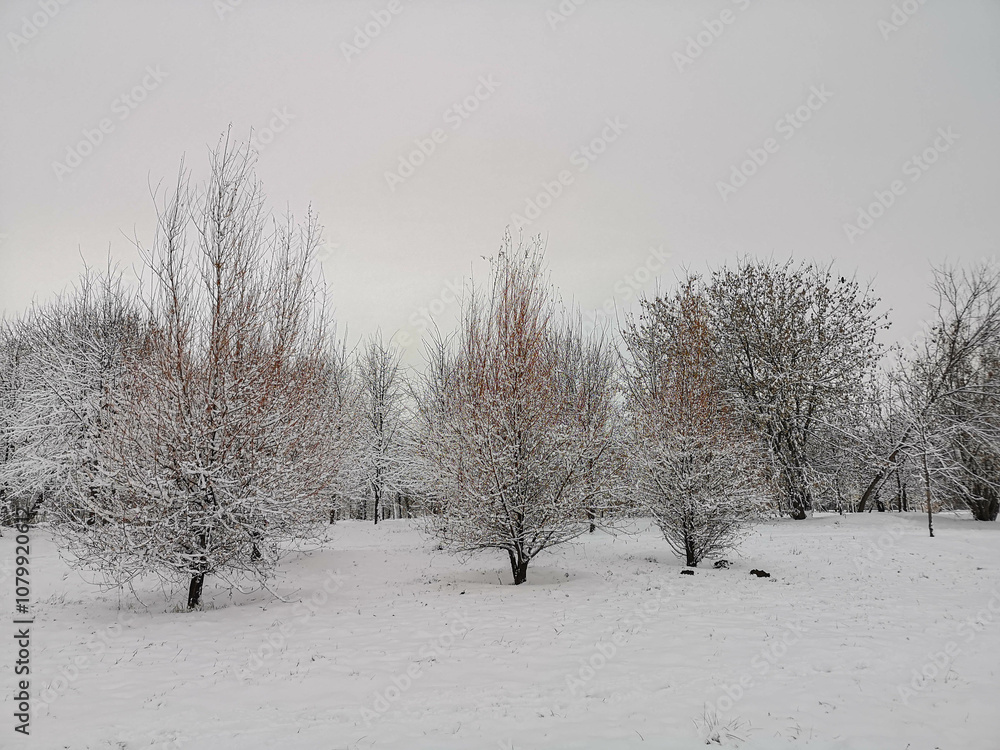 Trees covered snow in winter park Trees covered snow in winter park