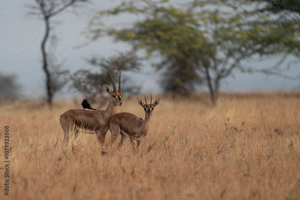 The chinkara or Indian gazelle pair in grassland of Bhigwan, India The chinkara or Indian gazelle pair in grassland of Bhigwan, India