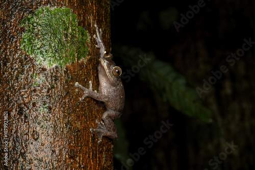 Ponmudi Bush frog (Raorchestes ponmudi) is a species of frog endemic to the Western Ghats, India. photo