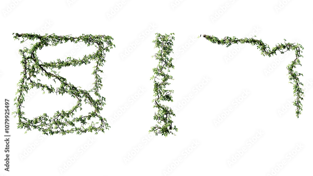 Ivy vines on wall isolated on transparent background. Modern illustration plant with green leaves, home interior, garden landscaping or floral design element. Ivy vines on wall isolated on transparent background. Modern illustration plant with green leaves, home interior, garden landscaping or floral design element.