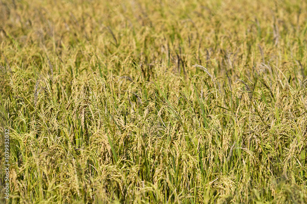 beautiful green and slight yellow Rice plant waving by wind in farm or field, Rice Plantation in indian village, The golden ripen rice flower on the field beautiful green and slight yellow Rice plant waving by wind in farm or field, Rice Plantation in indian village, The golden ripen rice flower on the field