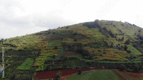 From above, the hills of wild sunflowers bloom brightly in November in Don Duong - Lam Dong - Vietnam, the rows of wild sunflowers bloom bright yellow, interspersed between vegetable fields like a che