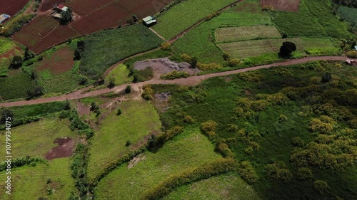 From above, the hills of wild sunflowers bloom brightly in November in Don Duong - Lam Dong - Vietnam, the rows of wild sunflowers bloom bright yellow, interspersed between vegetable fields like a che