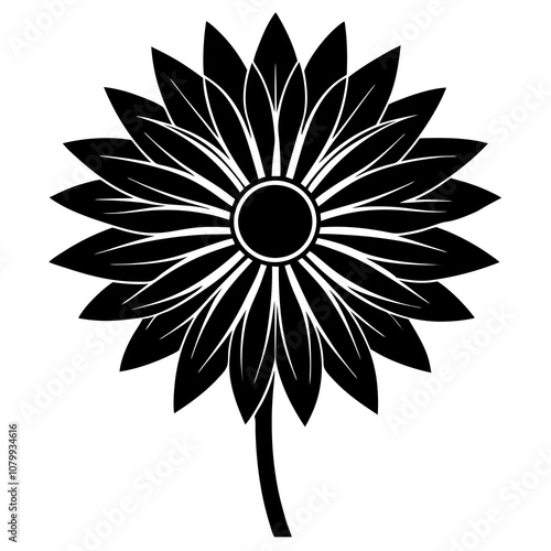 black and white gazania flower