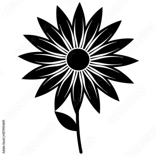 black and white gazania flower