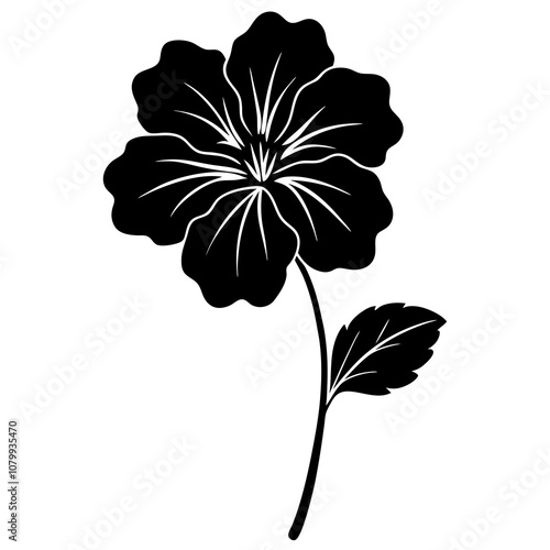 black and white geranium flower