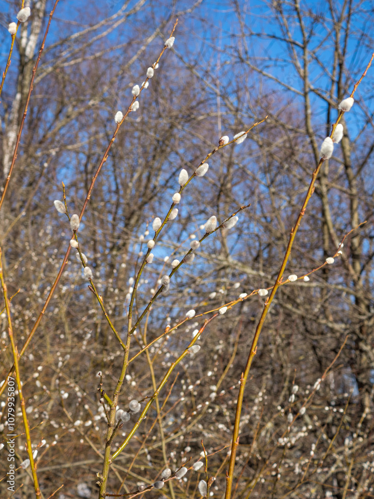 willow branches with buds in spring willow branches with buds in spring