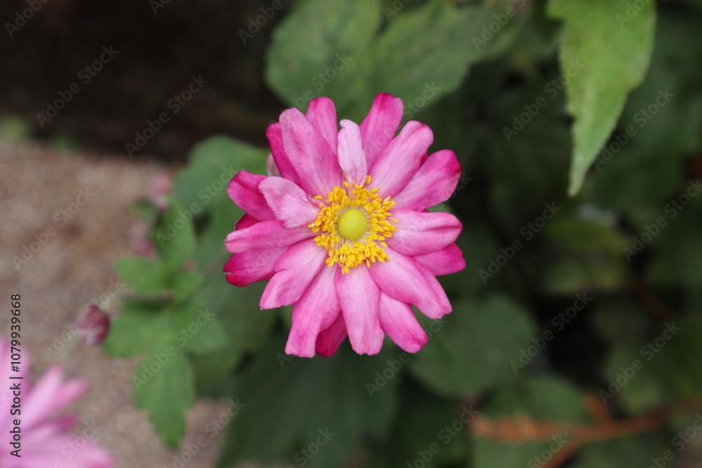 Obraz premium シュウメイギクの花のアップ