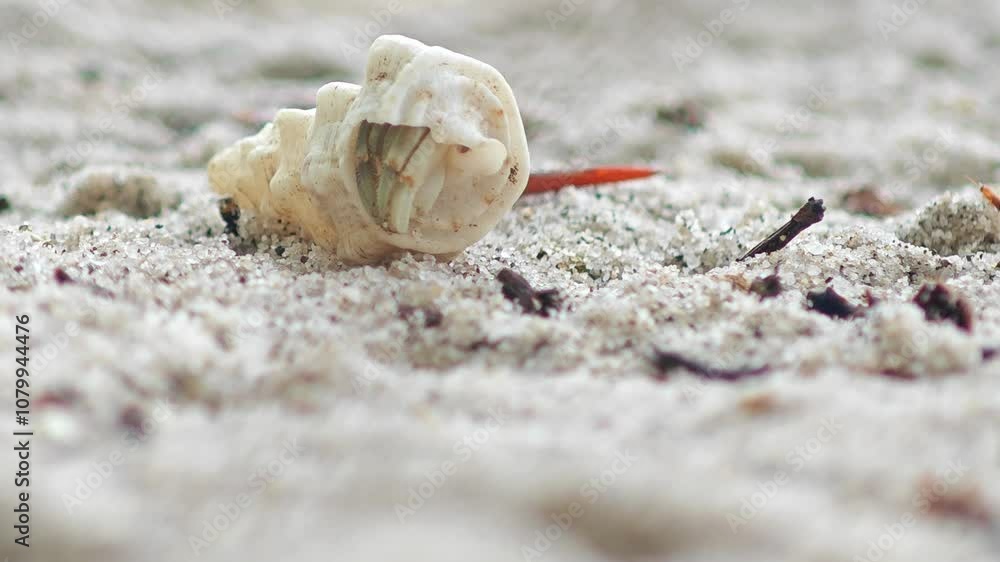 Close up of hermit crab carry beautiful shell crawling on the white sand beach Close up of hermit crab carry beautiful shell crawling on the white sand beach