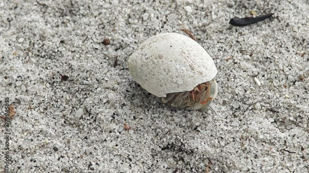 Hermit crab use empty shell as its safety home Hermit crab use empty shell as its safety home