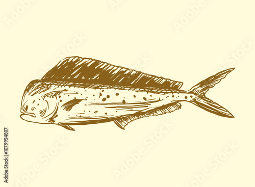 set of seafood Mahi Mahi Fish handdrawn illustration