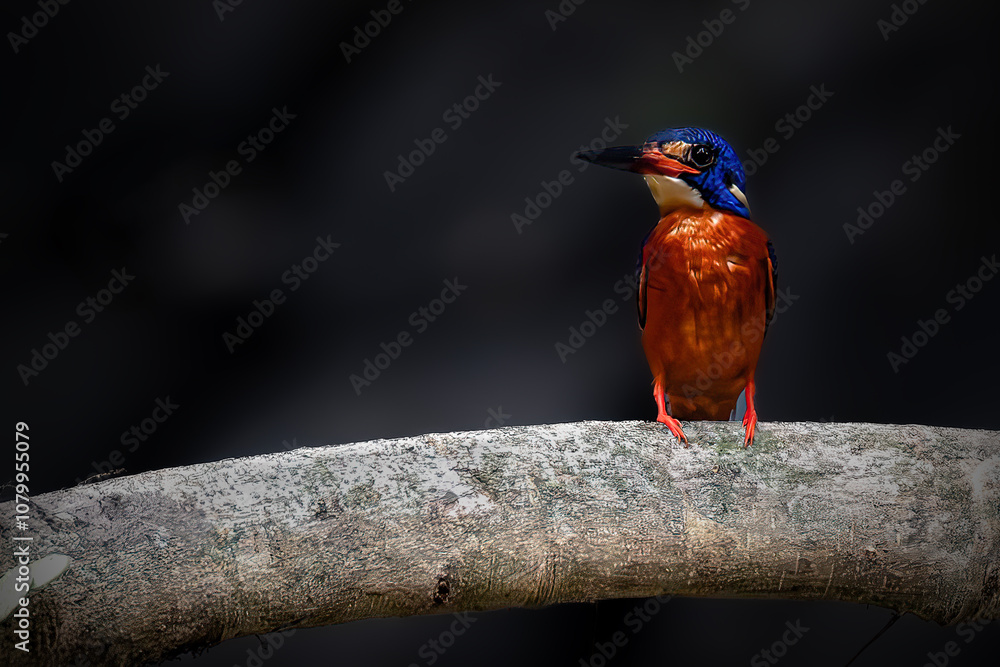 Fototapeta premium Blue eared Kingfisher with prey on the branch
