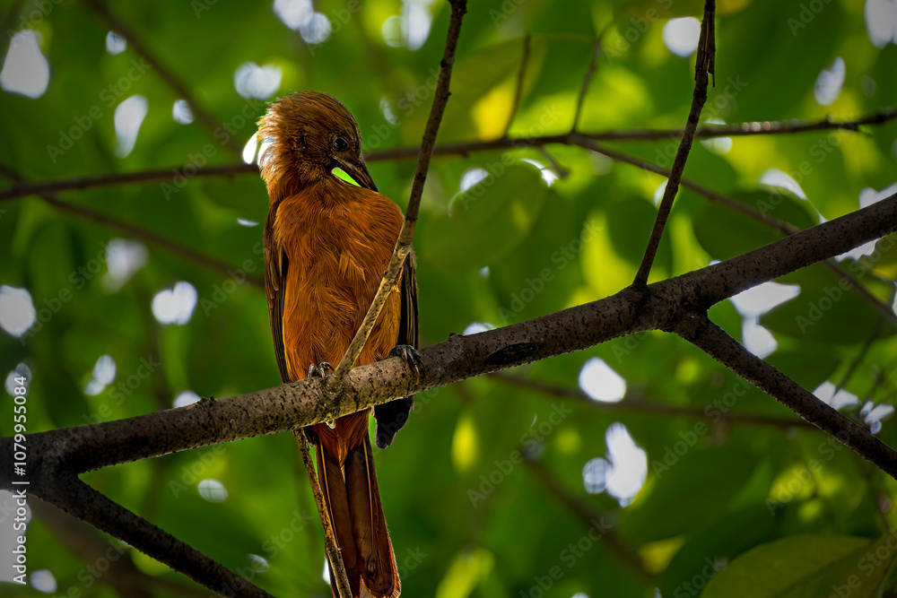 Southern Variable Pitohui perching on tree Southern Variable Pitohui perching on tree