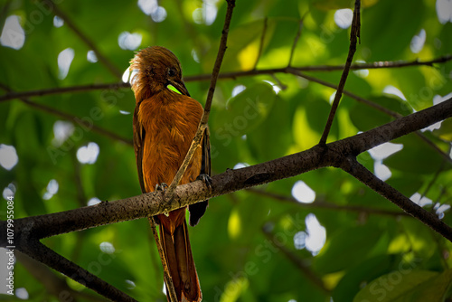 Southern Variable Pitohui perching on tree photo