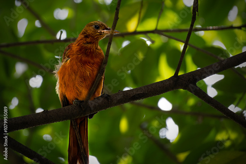 Southern Variable Pitohui perching on tree photo