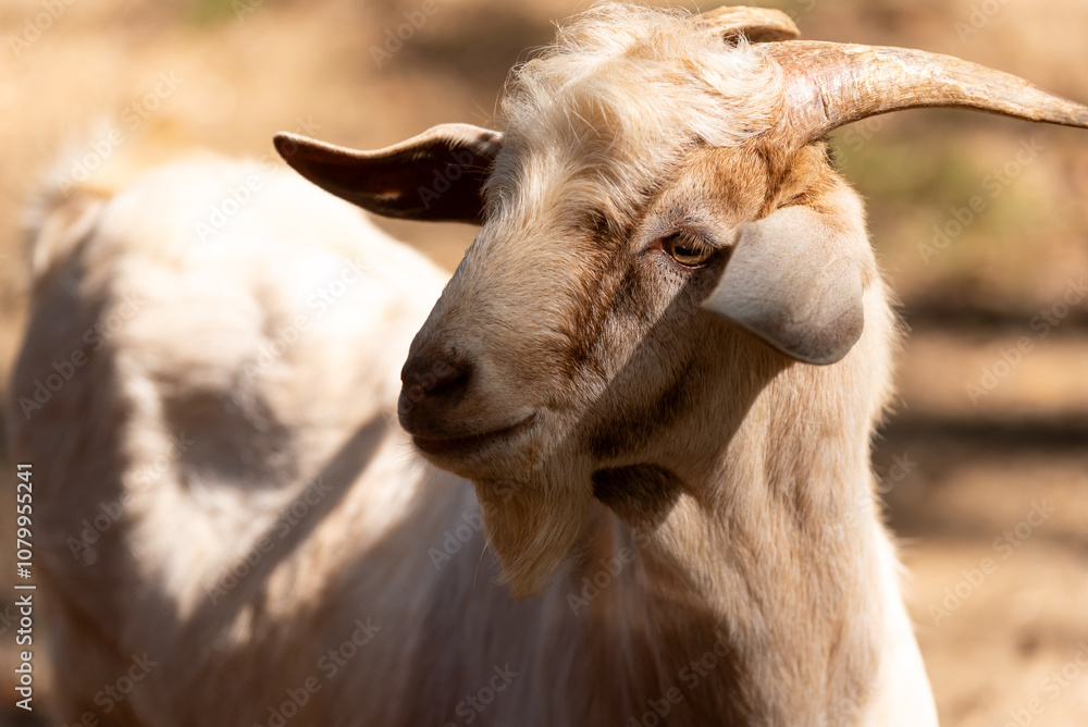 Fototapeta premium Portrait of a white goat with horns.