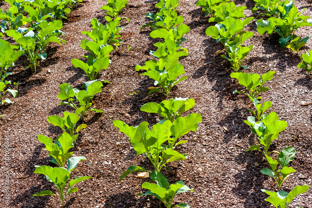 Rows of cabbage plants on a small farm. Rows of cabbage plants on a small farm.