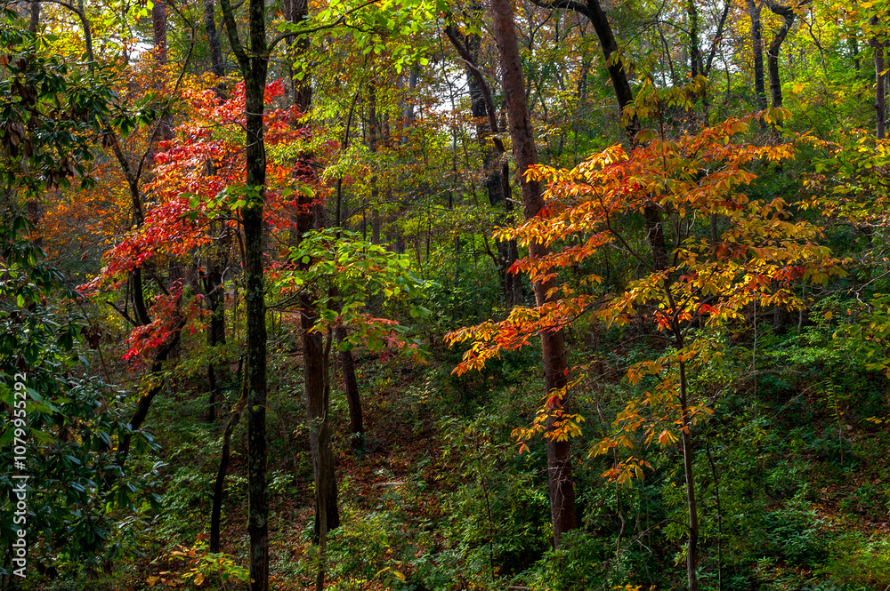 Forest scene with in the autumn. Forest scene with in the autumn.