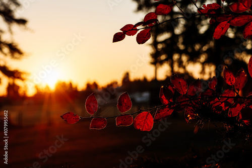 Fototapeta Naklejka Na Ścianę i Meble -  Beautiful sunset in the fall