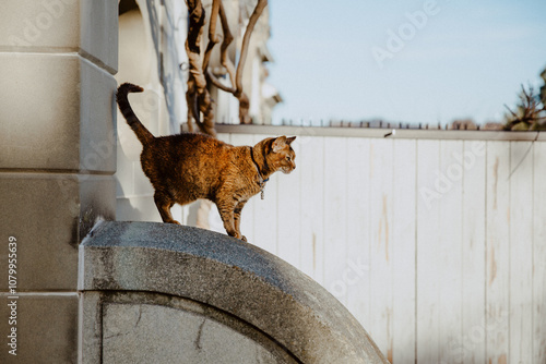 Photo of a cat standing on a stone ledge in an outdoor setting, looking attentively into the distance. Captures a moment of curiosity and focus in a natural environment