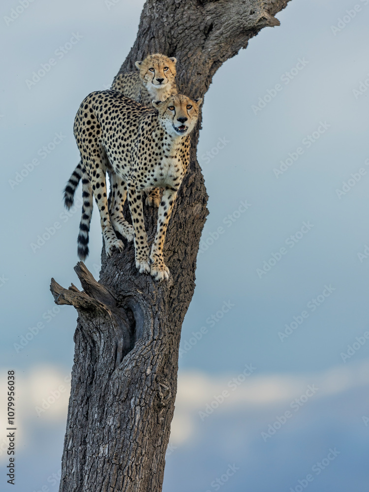 Obraz premium Cheetah on the tree