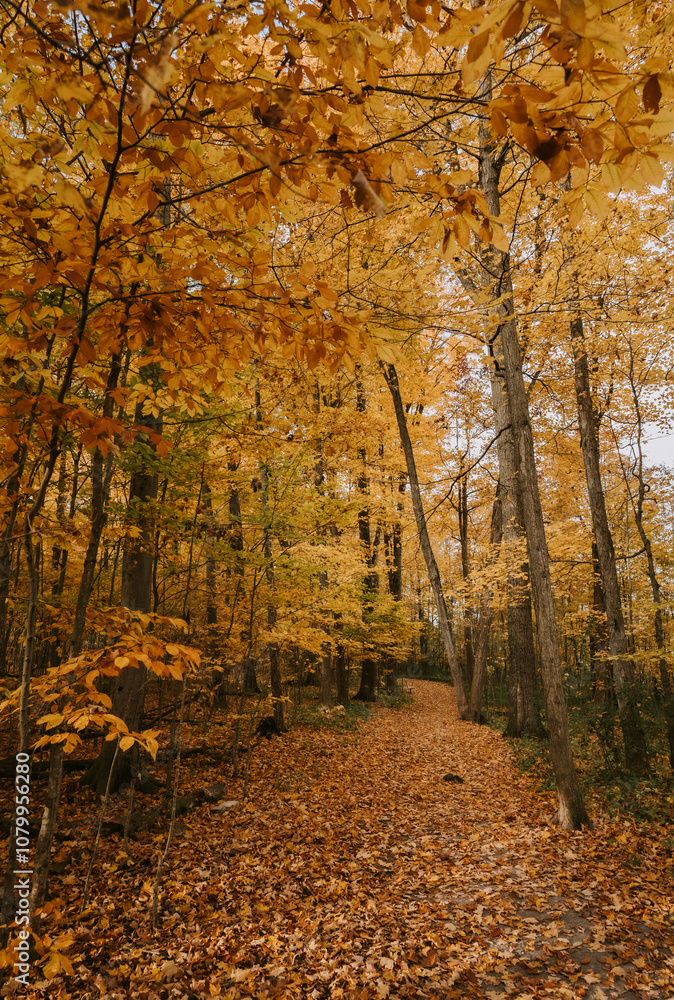 Obraz premium Beautiful leafy trail through the woods on an autumn day.