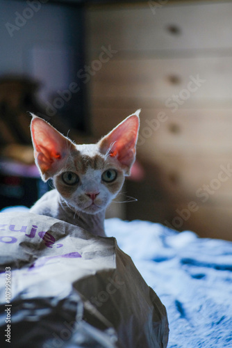 Portrait of devon rex cat sitting on bed at home photo