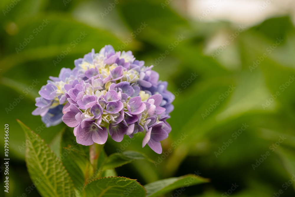 Close-up pastel blue and purple hydrangea flower petals Close-up pastel blue and purple hydrangea flower petals
