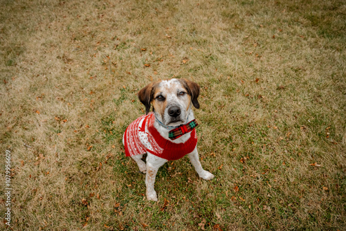 Adorable Mixed-Breed Dog in Festive Holiday Sweater, Plaid Bow T photo