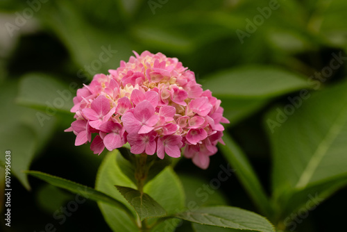 Macro close-up of stunning pink hydrangea flower with green leav