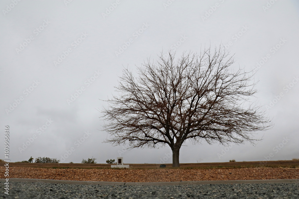 Bare tree in an open field under an overcast sky. Bare tree in an open field under an overcast sky.